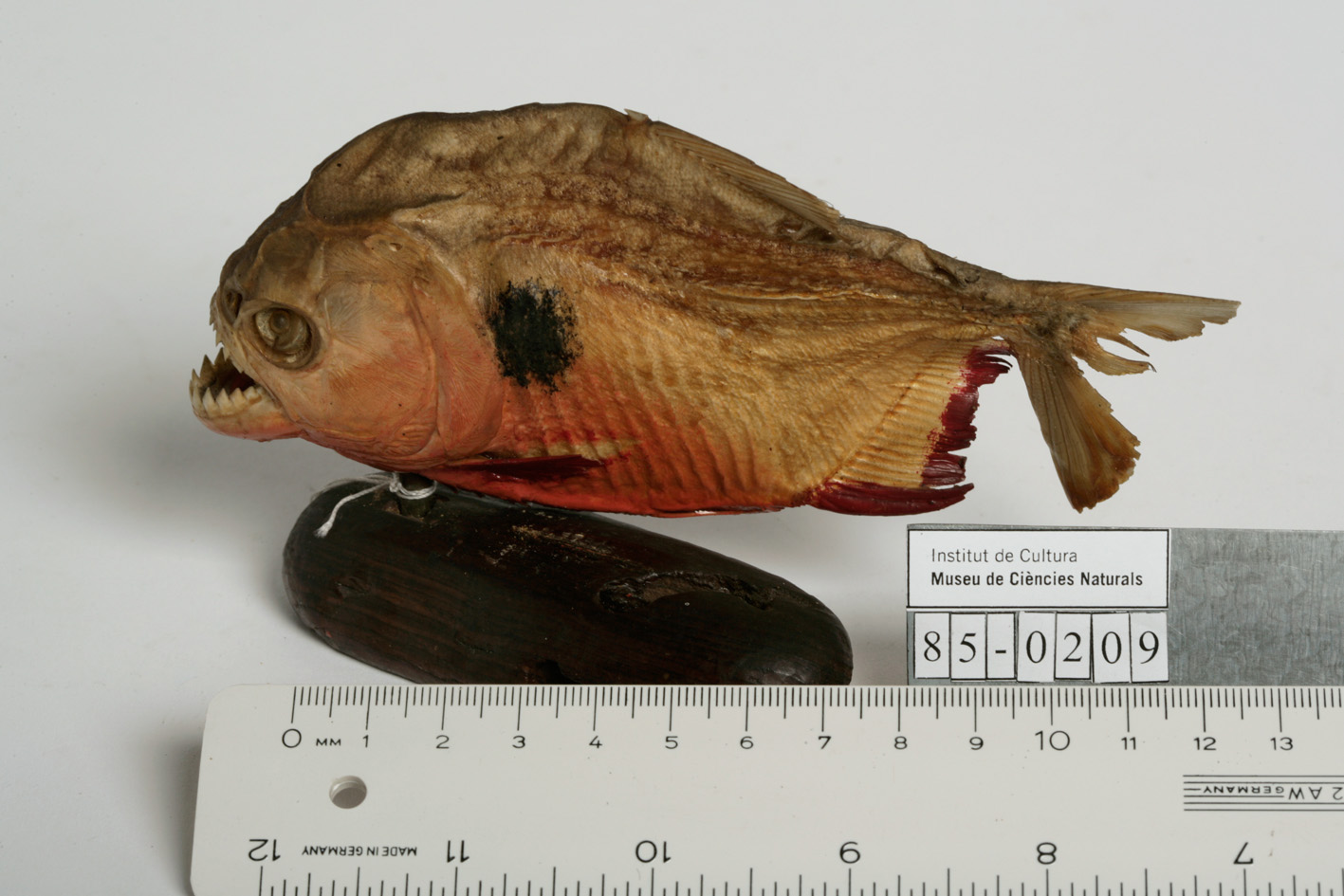 Holland's piranha (Serrasalmus hollandi) — Serrasalmidae — 2