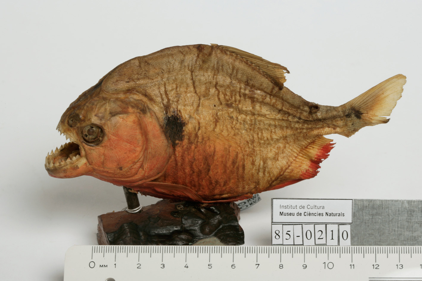 Holland's piranha (Serrasalmus hollandi) — Serrasalmidae — 4