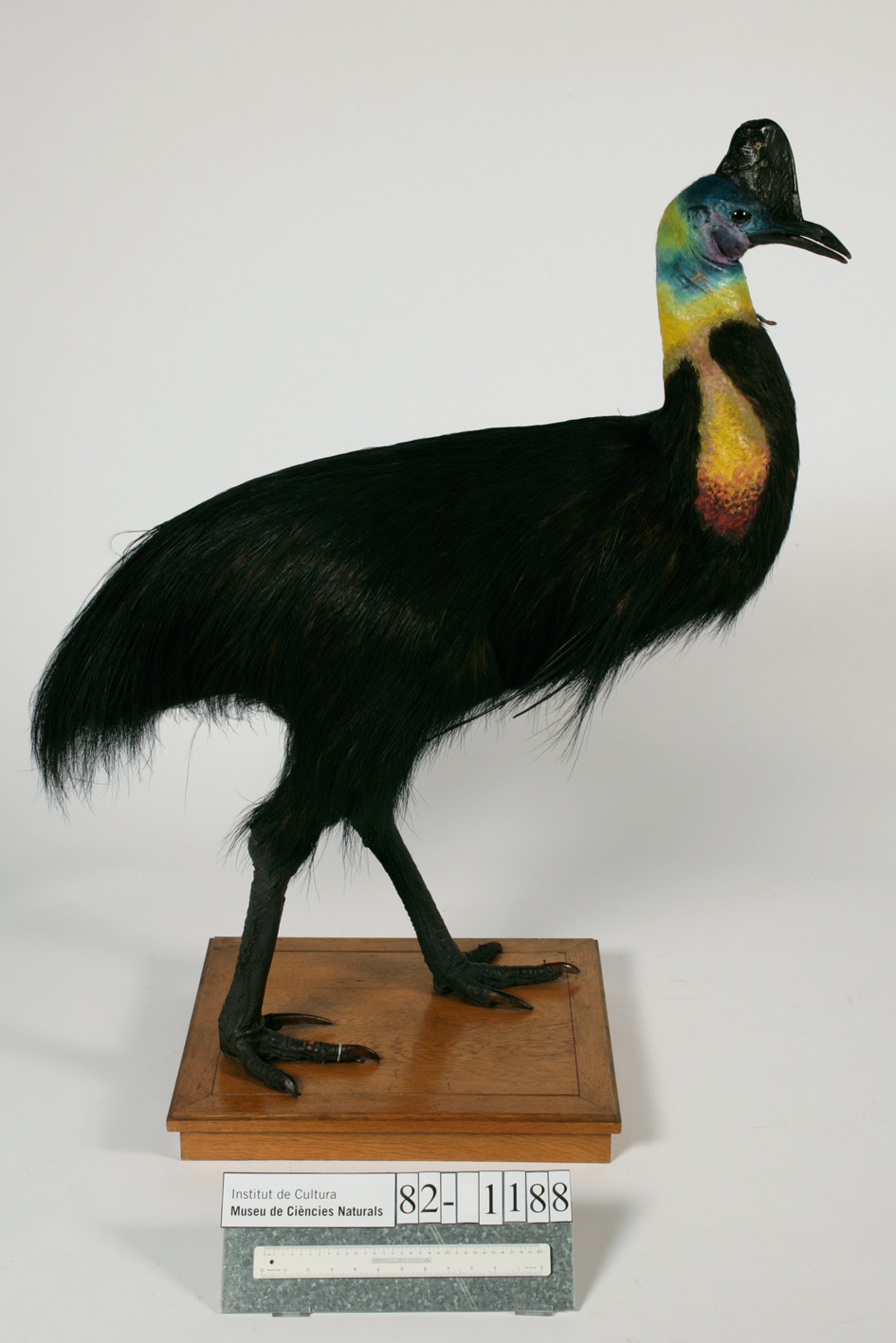 Northern Cassowary (Casuarius unappendiculatus), photo 2