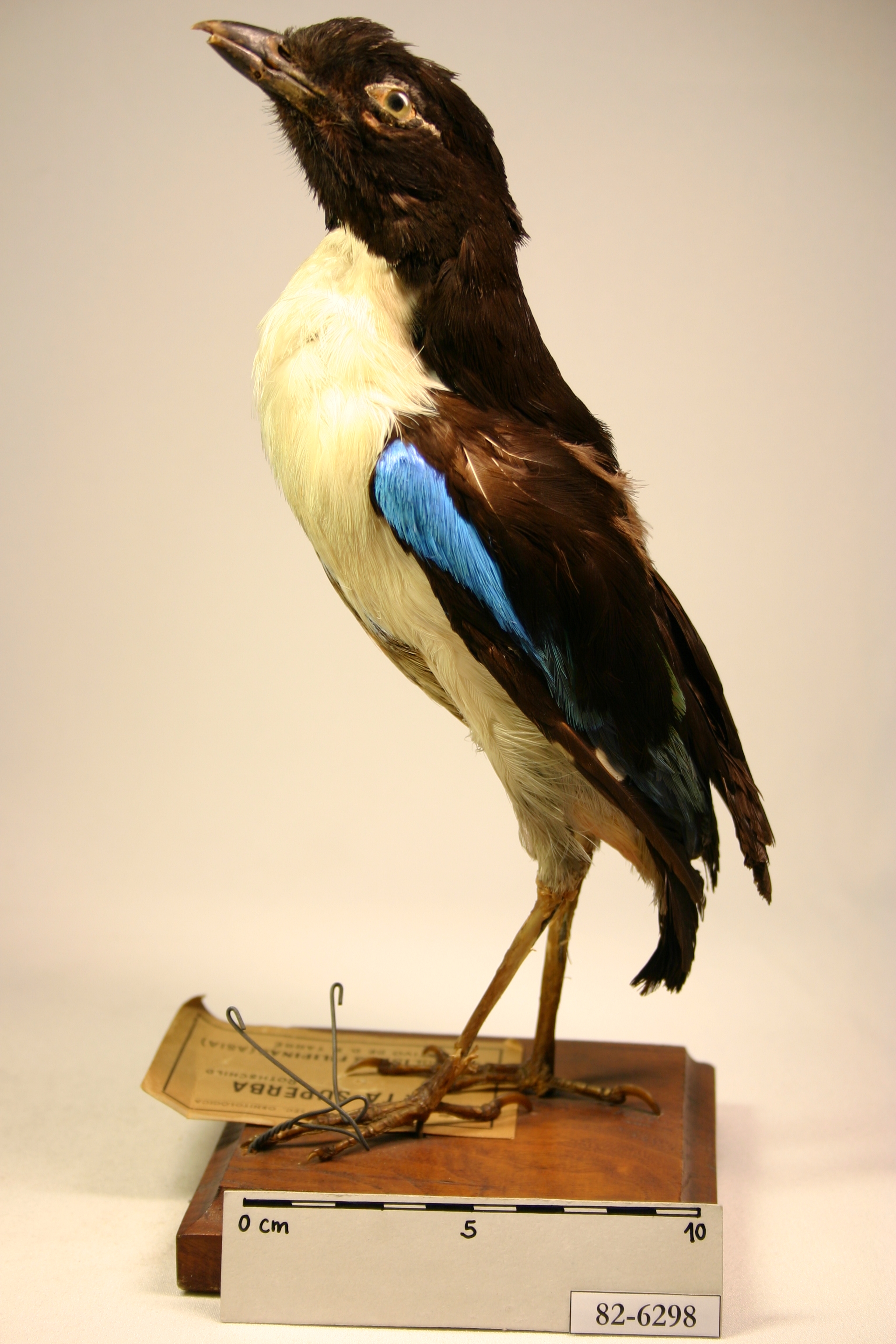 Superb Pitta (Pitta superba), photo 5