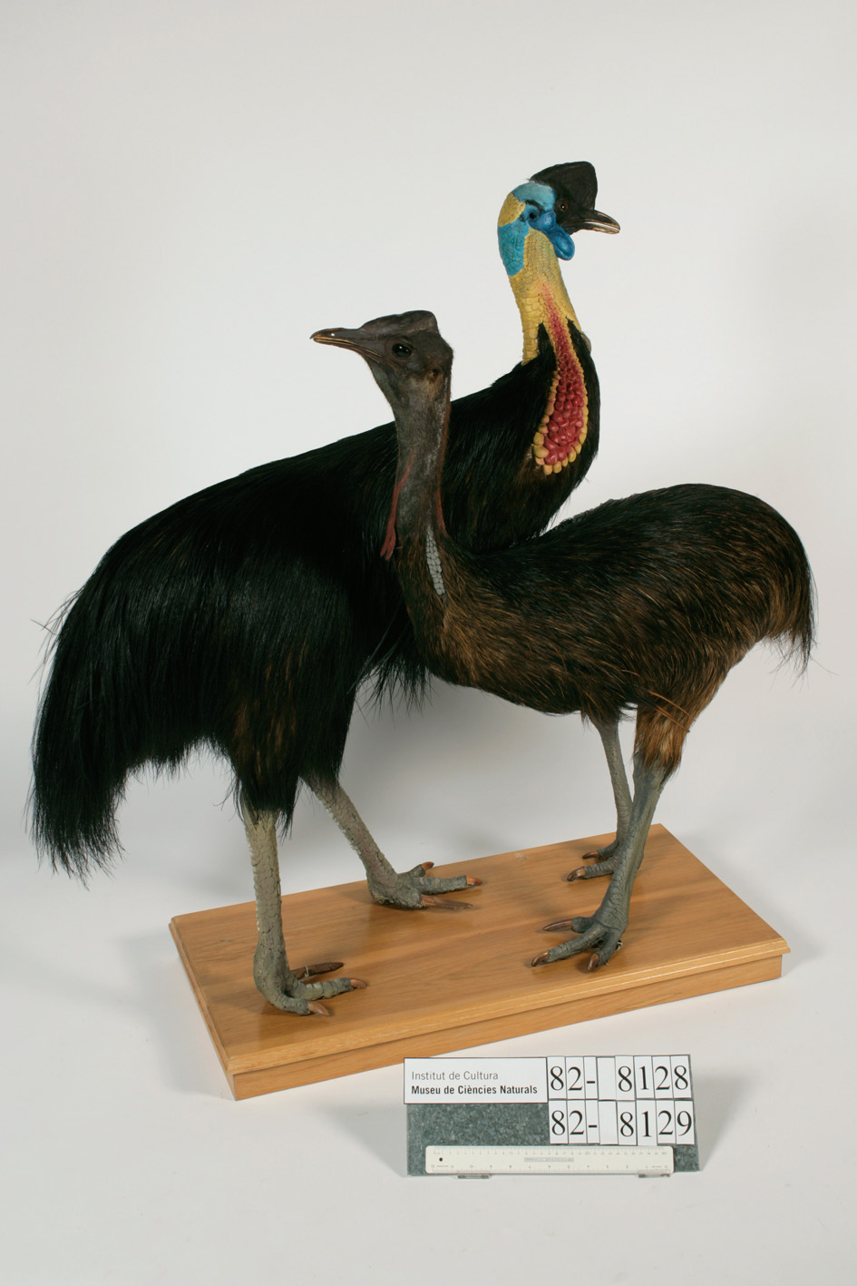 Northern Cassowary (Casuarius unappendiculatus), photo 8