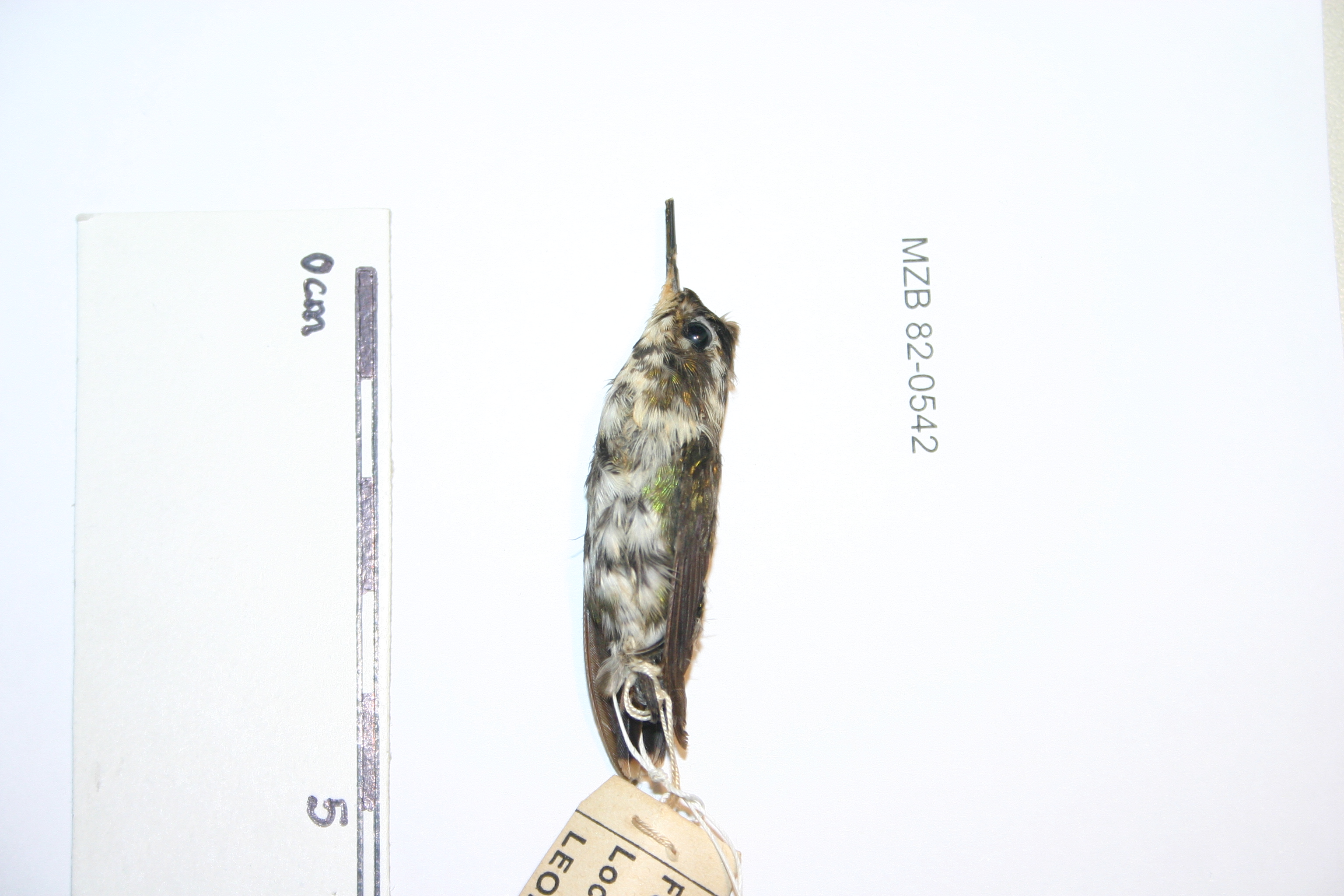 Esmeraldas Woodstar (Chaetocercus berlepschi), photo 1
