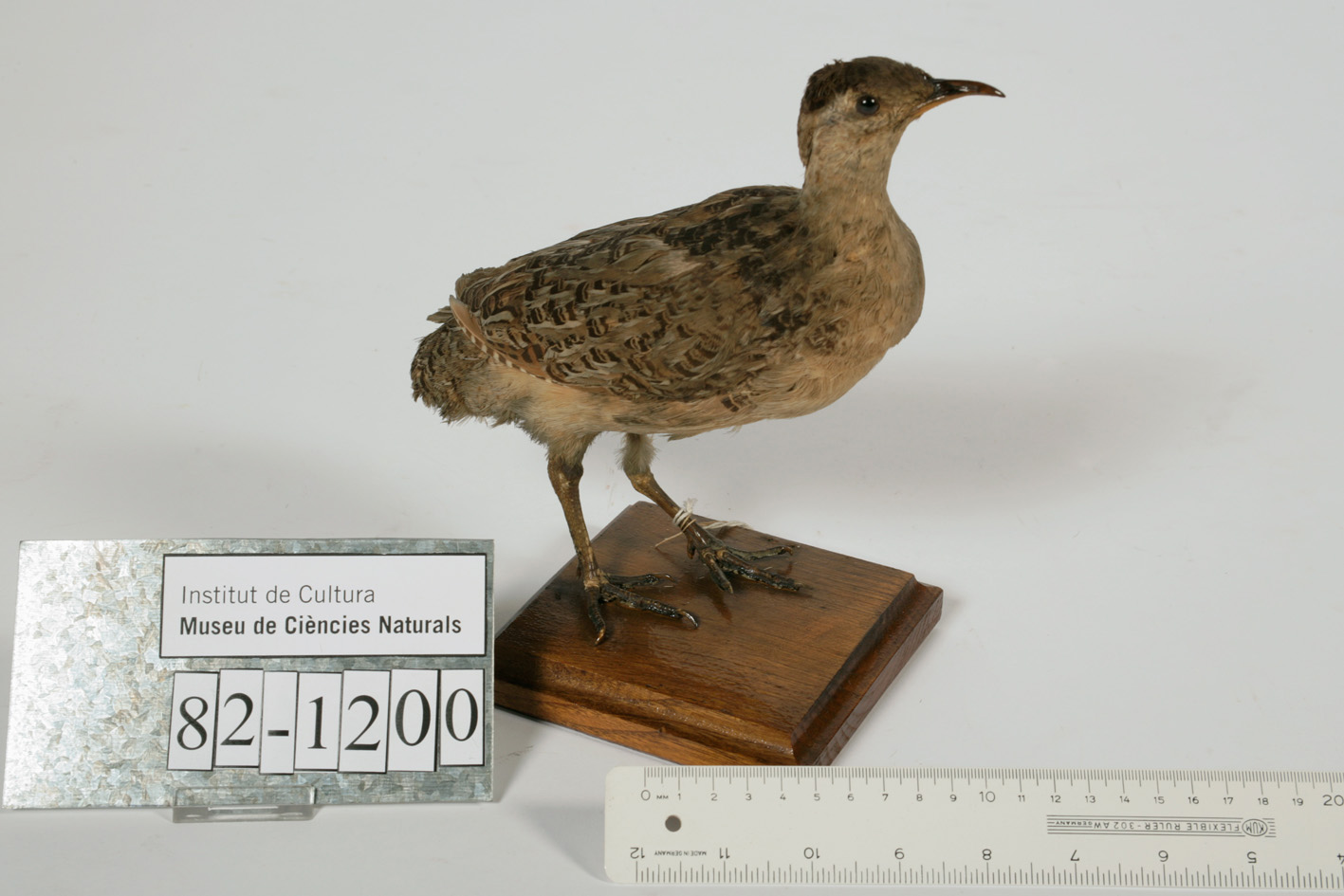 Black-capped Tinamou (Crypturellus atrocapillus), photo 4