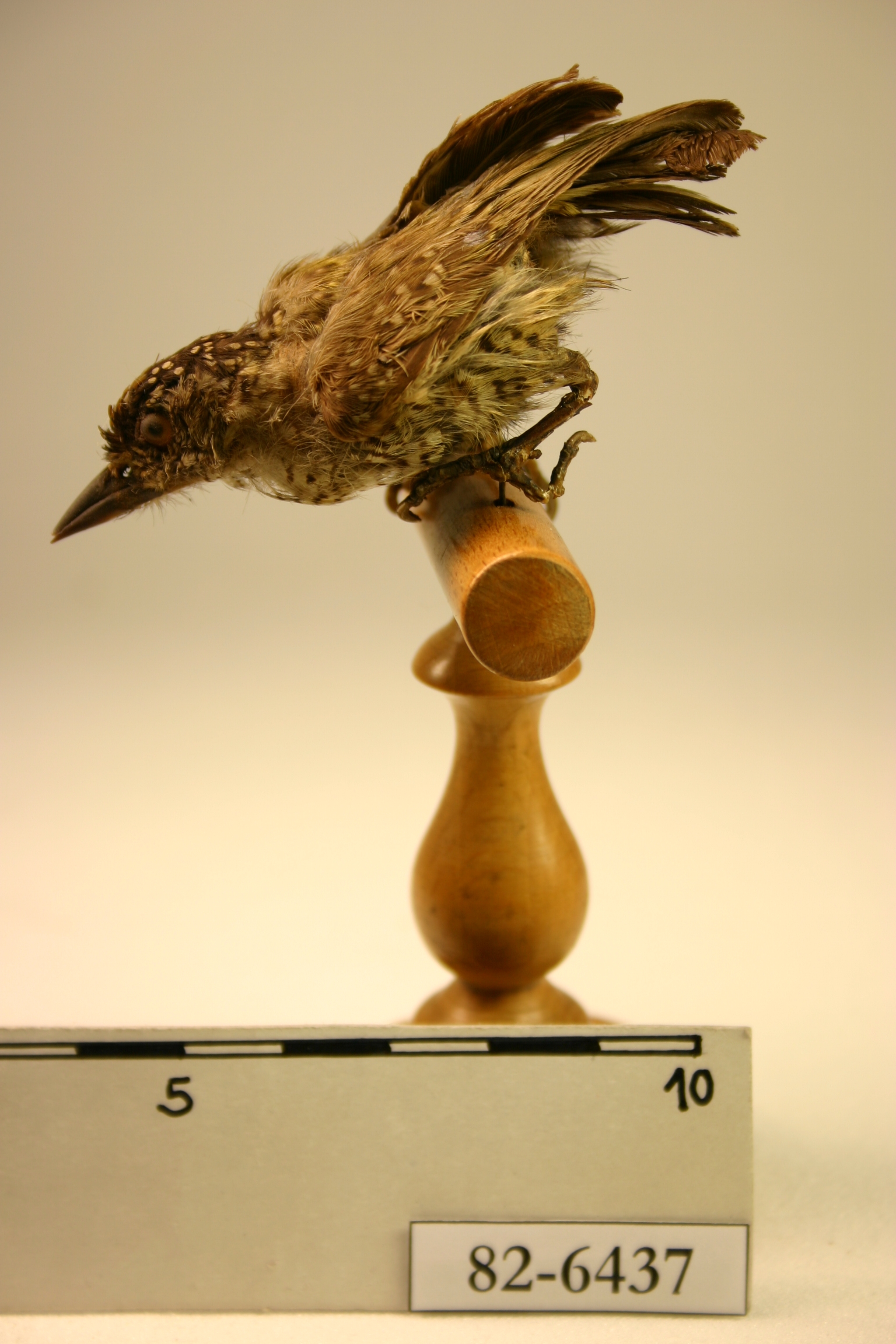 Arrowhead Piculet (Picumnus minutissimus), photo 2
