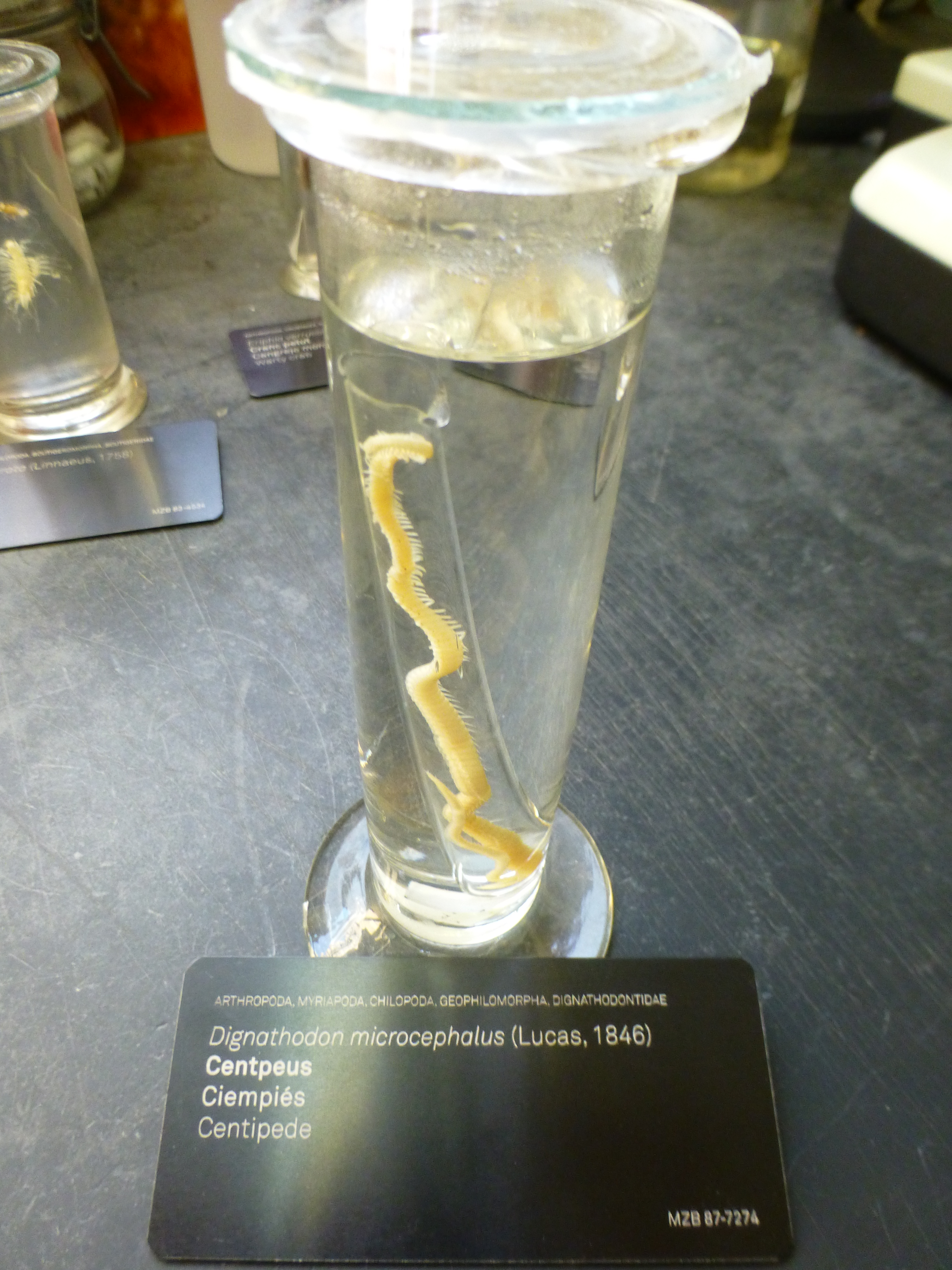 Dignathodon microcephalus